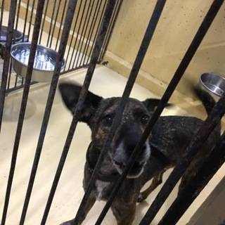 ４日朝一で殺処分予定です！
