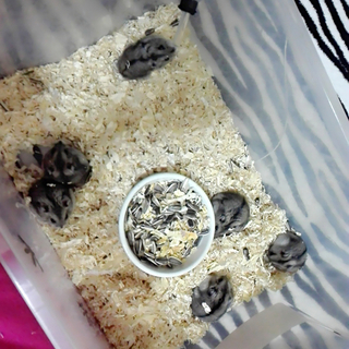 ジャンガリアンハムスターの赤ちゃん6匹