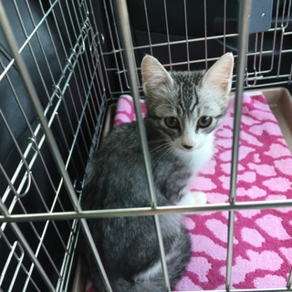 美猫鯖白♂3ヶ月