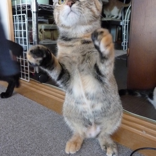 かわいいです～