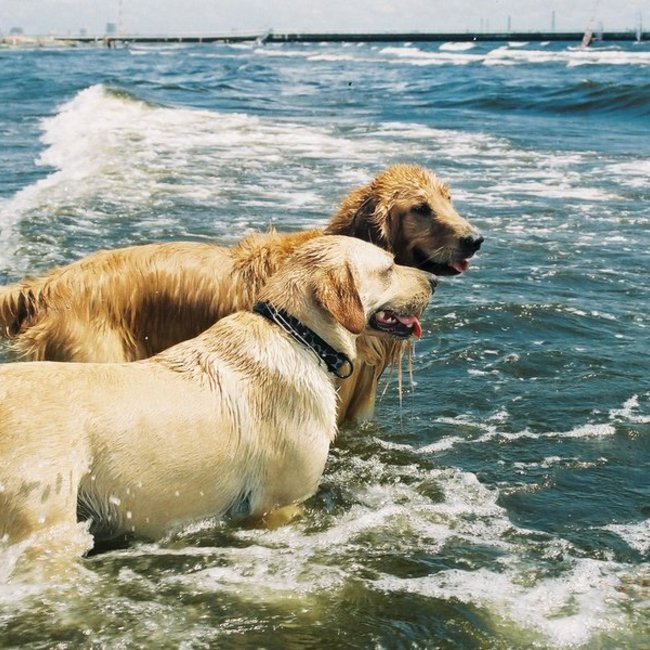 @モモゾウのカバー写真