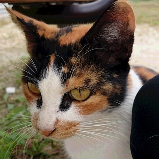 エイズ＋人慣れバッチリメス三毛猫、チャンスを！！