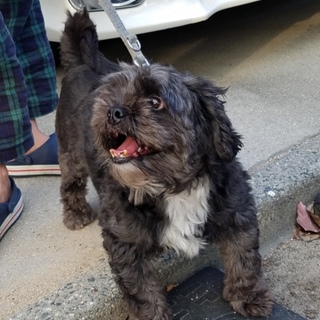 噛みぐせがありますが、凄く可愛いこです。