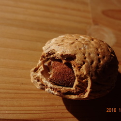 「こたろう、アーモンドを完食する。」サムネイル2