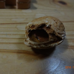 「こたろう、アーモンドを完食する。」サムネイル3