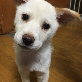 ありがとうございます。可愛いチコちゃん