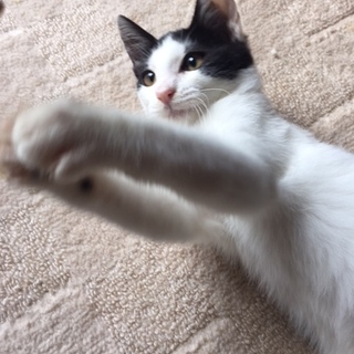 ありがとうございました。里親さん決定いたしました。