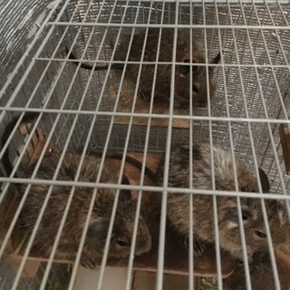 2ヶ月半デグー赤ちゃん里親募集