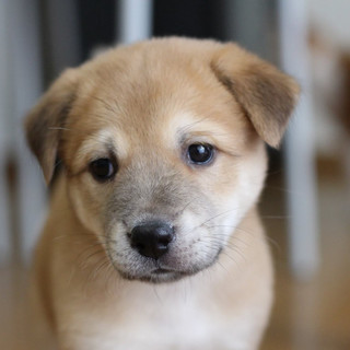 子犬のあられちゃん里親募集