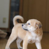 子犬のあられちゃん里親募集 サムネイル2