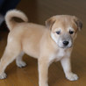 子犬のあられちゃん里親募集 サムネイル3