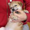 子犬のあられちゃん里親募集 サムネイル4