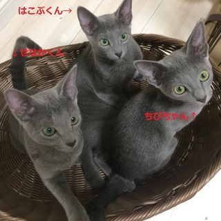 ロシアンブルー3兄弟 無事里親がみつかりました