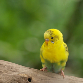 セキセイインコ生後6ヵ月ペア決まりました！