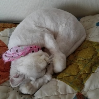 優しい里親を募集します