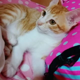 おっとりクリクリ癒し系(ФωФ)