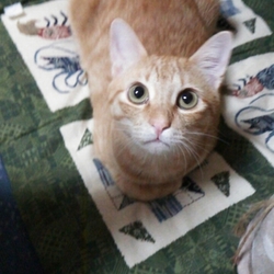 「餌皿」サムネイル3