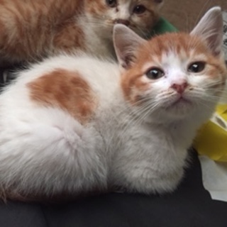 海岸沿いの子猫ちゃん