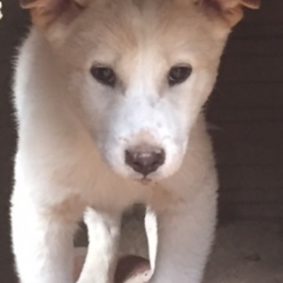 茶交じり白の可愛い仔犬①