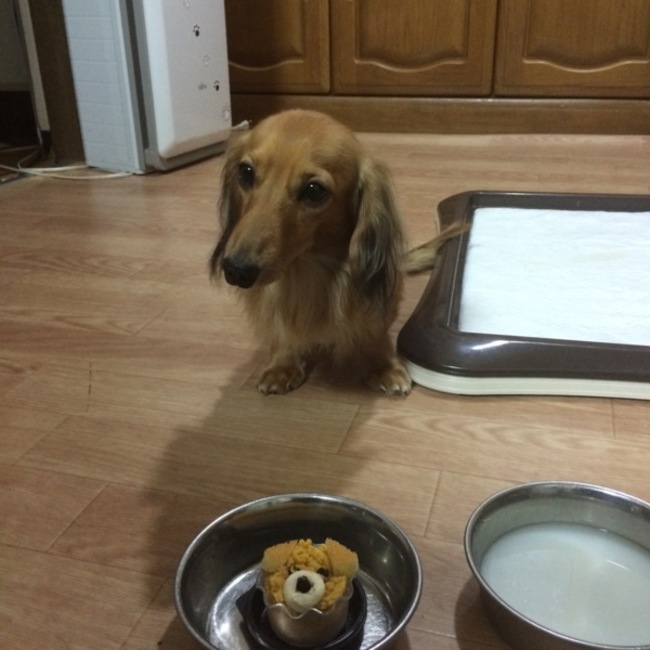 コヤポンのカバー写真