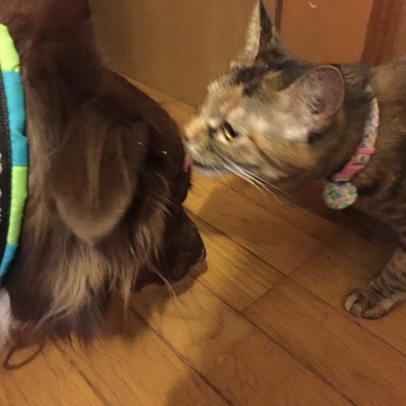 ポーちゃんに顔を舐められるちゃーくん