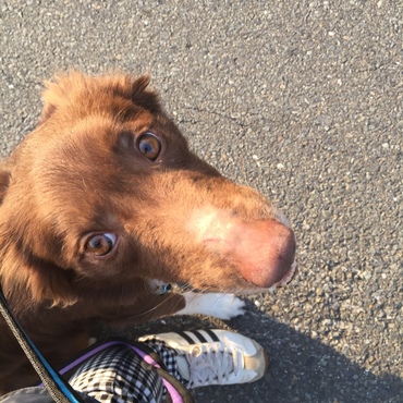 散歩中、名前を呼ぶと可愛く見上げてくれます。この頃、鼻の毛が薄くなっていましたが原因不明。