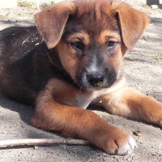 子犬の里親さん、探しています！！