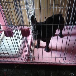 里親募集中です