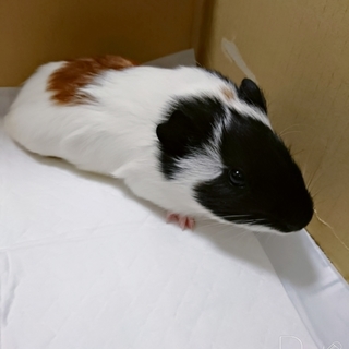 ありがとうございます