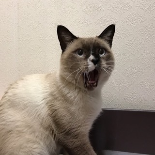 気品あふれるシャム猫君