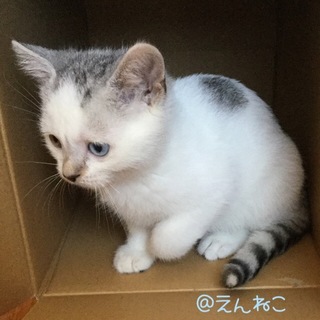 白地に鯖トラぶちの男の子