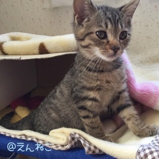 キジトラの男の子