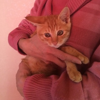 人慣れしてる茶トラ