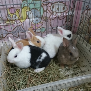 ミニウサギ子供