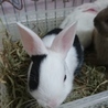 ミニウサギ子供 サムネイル2