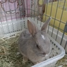 ミニウサギ子供 サムネイル3