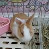 ミニウサギ子供 サムネイル4