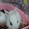 ミニウサギ子供 サムネイル5