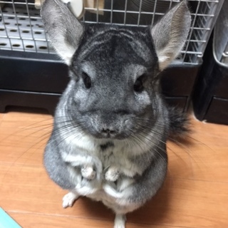 素敵な里親様に出会えました。有難うございました。