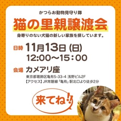 猫の里親譲渡会
