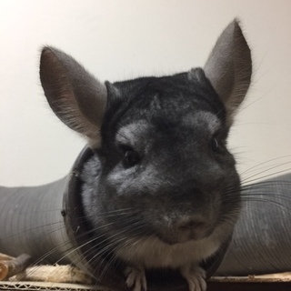 素敵な里親様と出会えました。有難うございました。