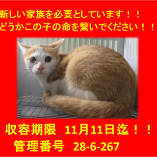 里親決定しました☆(*^-^*)