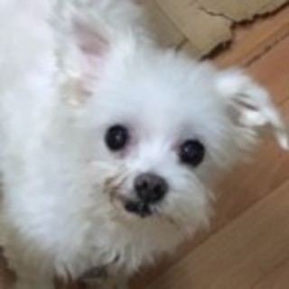 マルチーズのうみくん