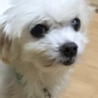 マルチーズのマフィくん