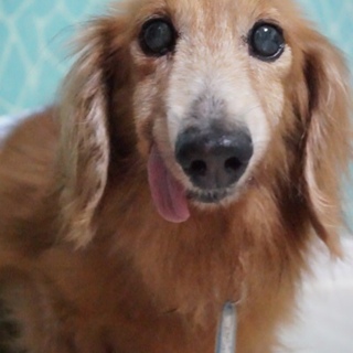 Mダックス仮名　歩（あゆむ）推定１５歳