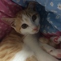 とても抱っこ好きな茶白の僕 初めての方におススメ！