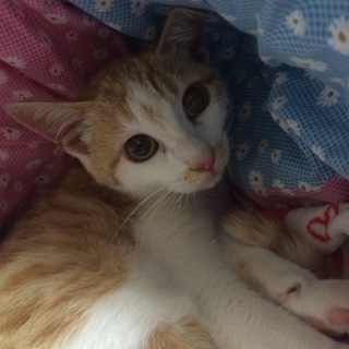 とても抱っこ好きな茶白の僕 初めての方におススメ！