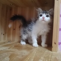 スコティッシュフォールド女の子♥