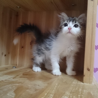 スコティッシュフォールド女の子♥