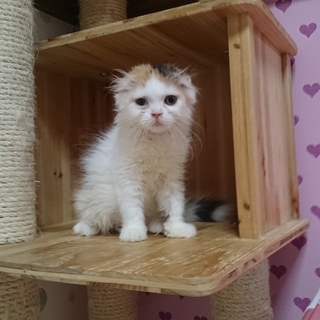 スコティッシュフォールド折れ耳女の子♥